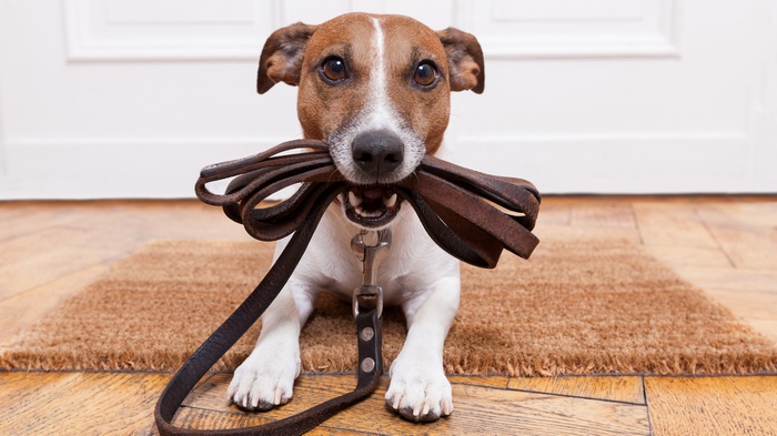 Dog holding a leash in its mouth