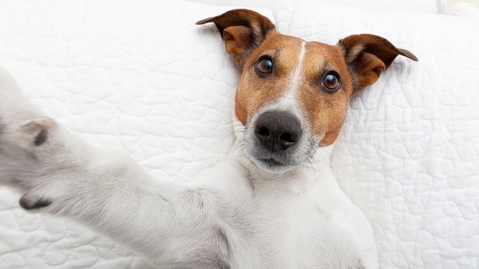 Jack Russell Terrier dog taking a selfie
