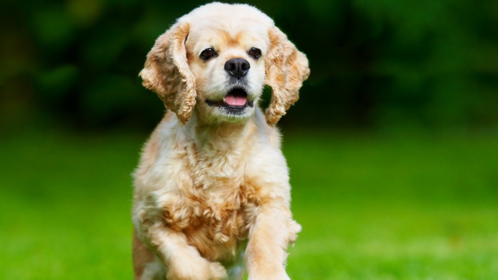 A light-colored dog running on grass