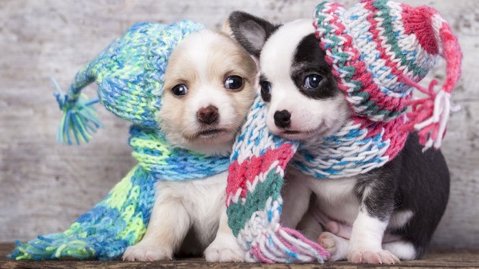 Two puppies wearing knitted hats and scarves