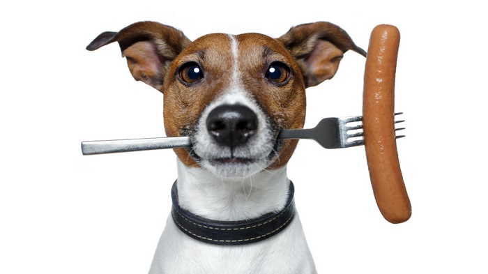 Dog holding a fork with a sausage