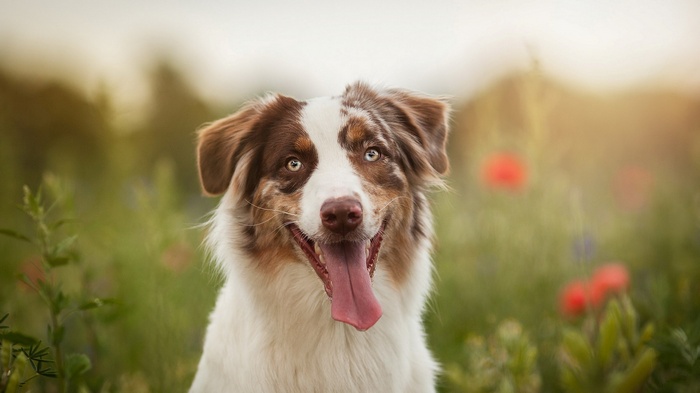 Australian Shepherd dog in a field of flowers