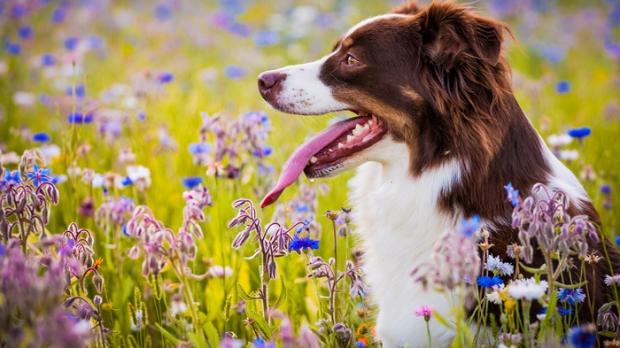 Brown and white dog panting in a field of flowers