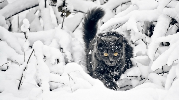 Gray cat in snow