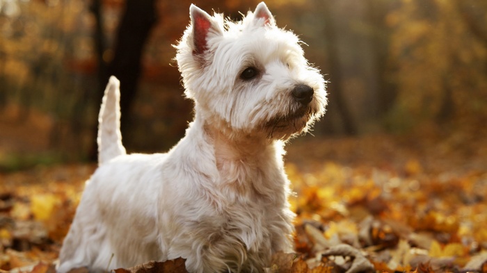 West Highland White Terrier in autumn leaves