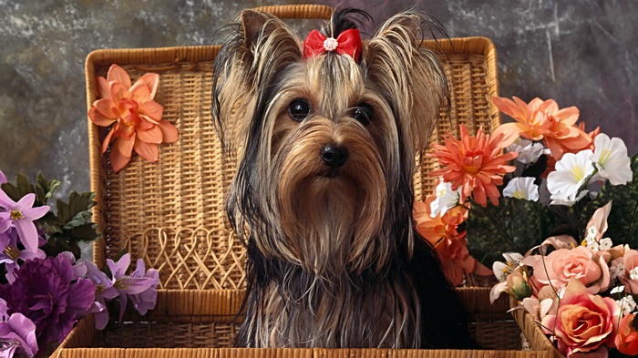 Yorkshire Terrier in a Wicker Basket with Flowers