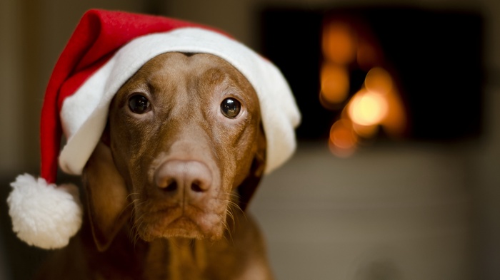 Dog wearing a Santa hat by a fireplace