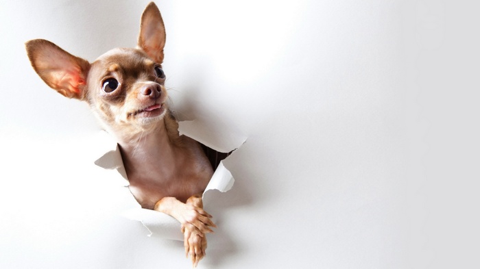 Chihuahua peeking through torn paper