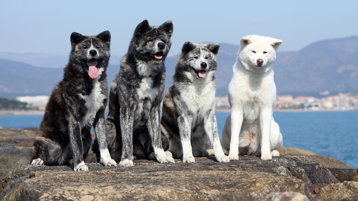 Four Akita dogs sitting on rocks by the sea