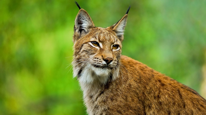Lynx with tufted ears and amber eyes