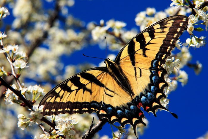 Yellow butterfly on a flowering tree branch