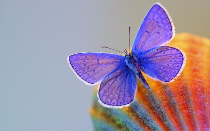 Blue butterfly on a colorful object