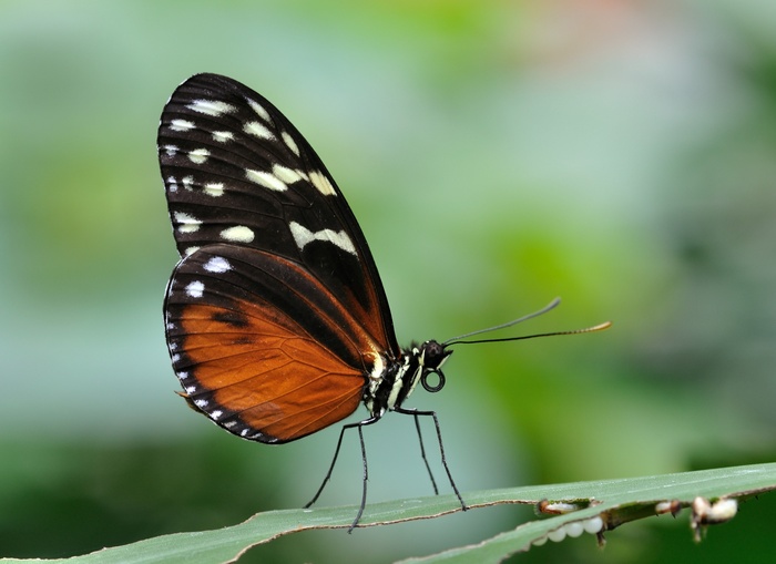 Tiger Longwing Butterfly on a Leaf