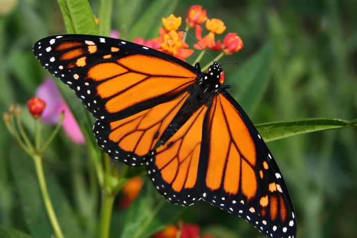 Monarch butterfly on a flower