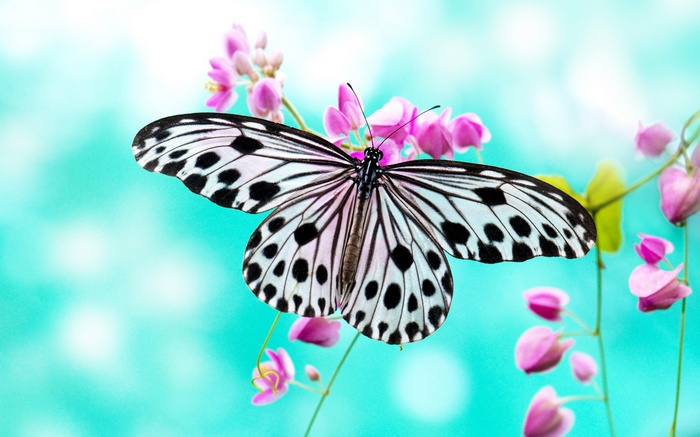 Butterfly on pink flowers with blue background
