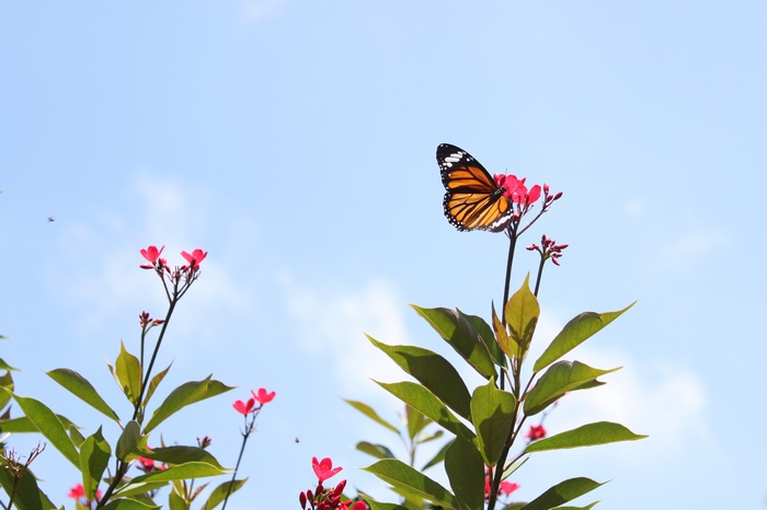 Tiger butterfly on pink flowers against blue sky