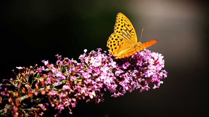 Orange butterfly on purple flowers