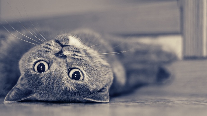 A cat lying on its back looking up
