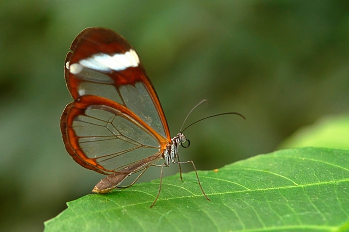 Glasswing butterfly on a green leaf