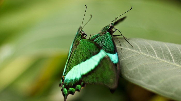 Two green butterflies on a leaf