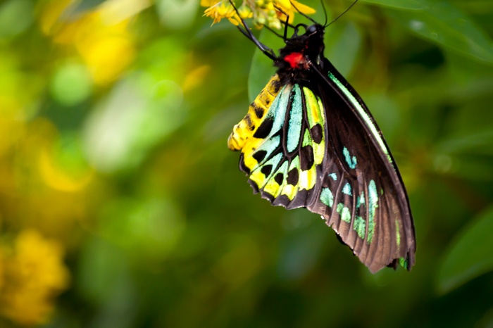 Colorful butterfly on a yellow flower