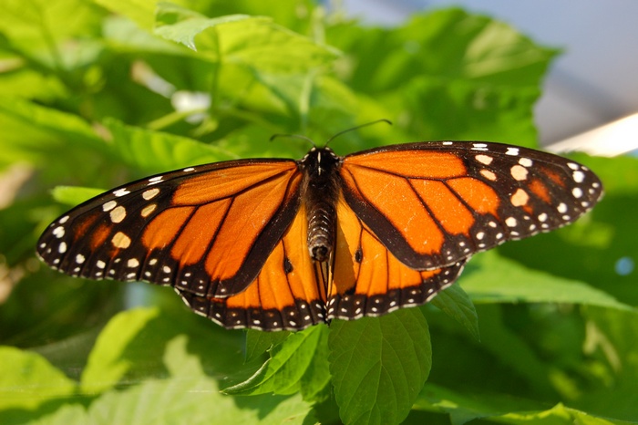 Monarch butterfly on green leaves