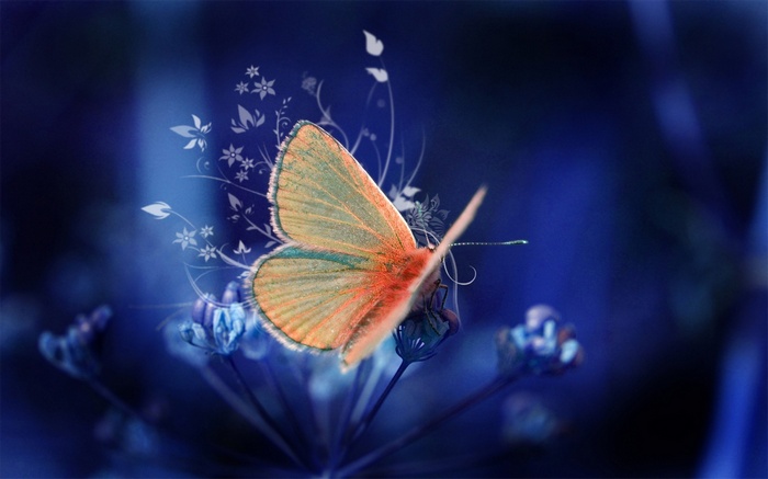 Orange butterfly on a blue flower