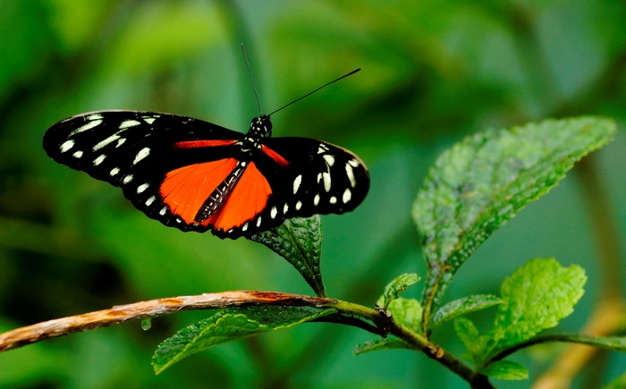 Tiger Longwing butterfly on a branch