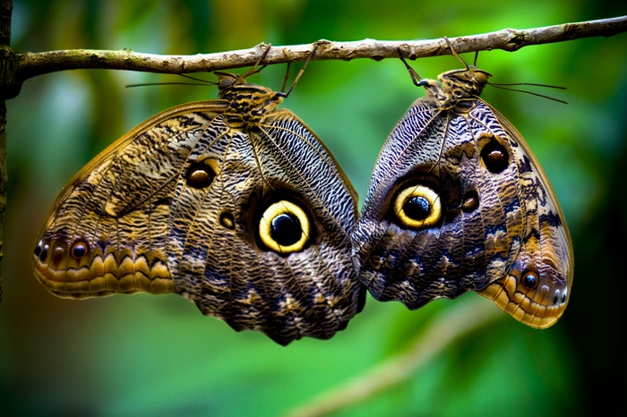 Two Owl Butterflies on a Branch