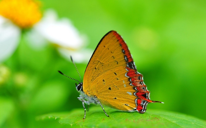 Orange butterfly with red markings on a green leaf