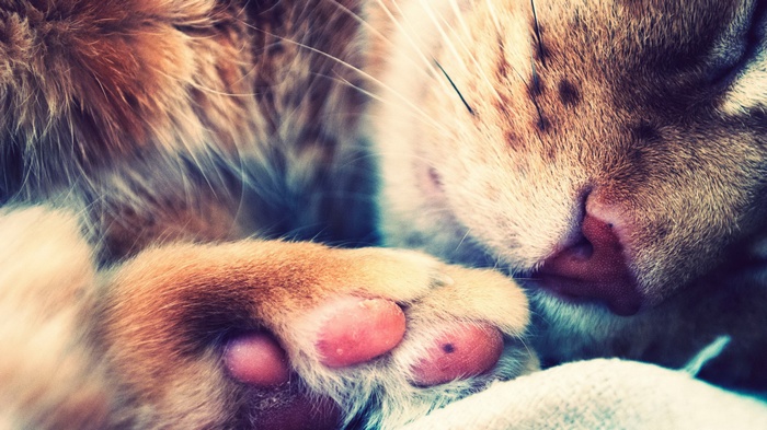 Close-up of a sleeping orange tabby cat's paw and face