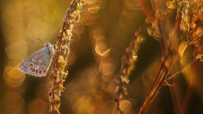 Butterfly on a plant with bokeh background