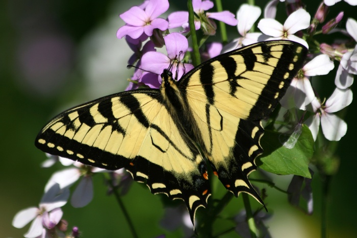 Tiger Swallowtail butterfly on purple and white flowers
