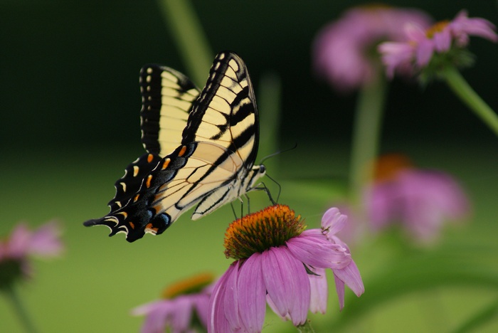 Tiger Swallowtail butterfly on purple coneflower