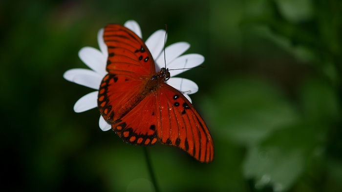 Orange butterfly on a white flower