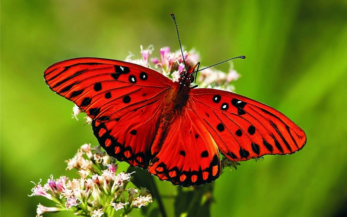 Gulf Fritillary butterfly on a flower