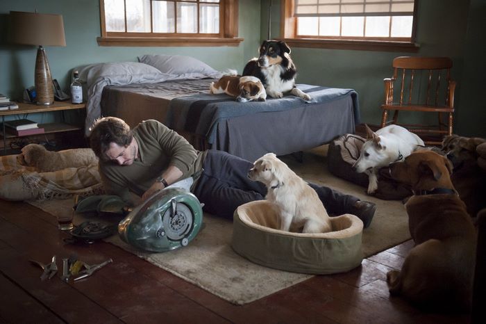 Hugh Dancy with dogs in a bedroom