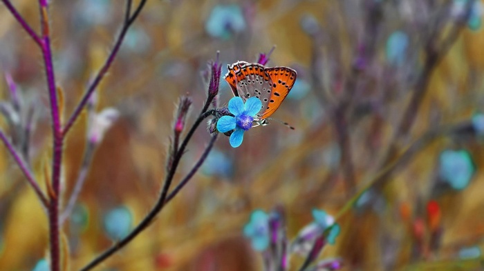 Orange butterfly on a blue flower