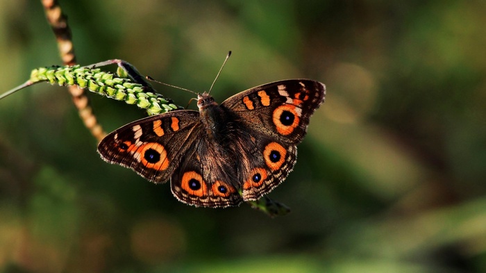 Butterfly with eye spots on a plant stem