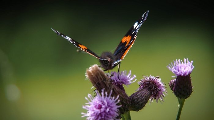 Red Admiral butterfly on purple thistle flowers