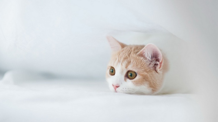 A ginger and white kitten peeking out from white fabric