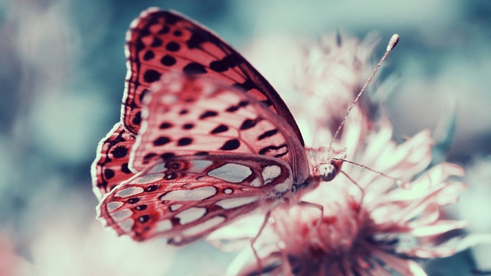 Close-up of a butterfly on a flower
