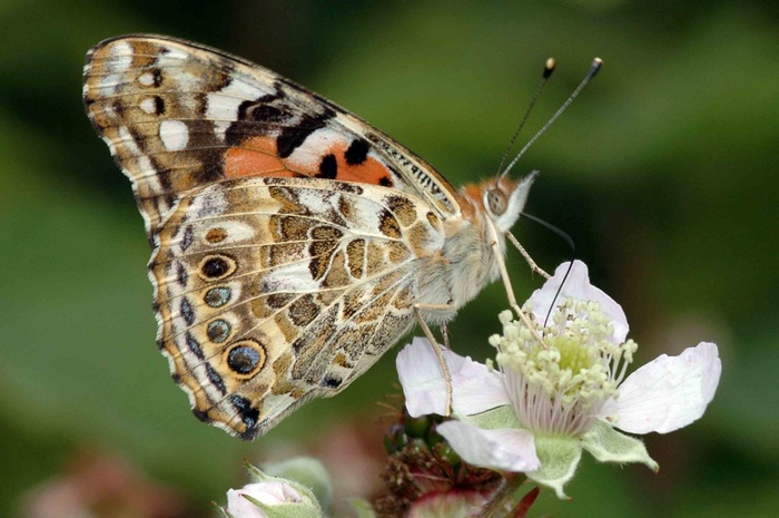 Painted Lady butterfly on a white flower