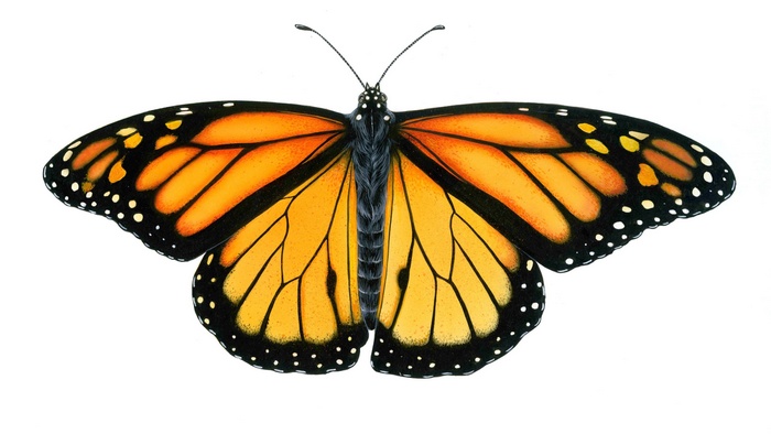 Monarch butterfly with orange and black wings