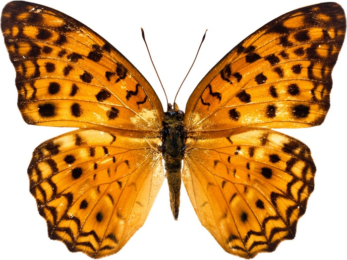 Orange butterfly with black spots