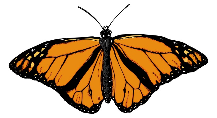 Monarch butterfly illustration