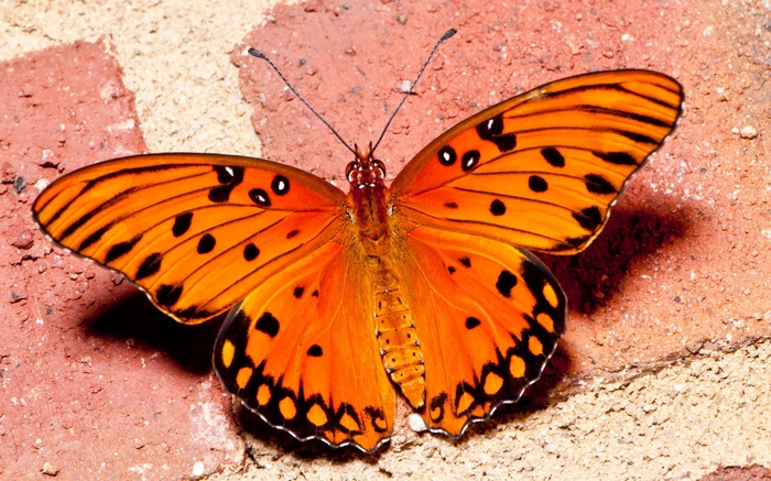 Orange butterfly with black spots on brick
