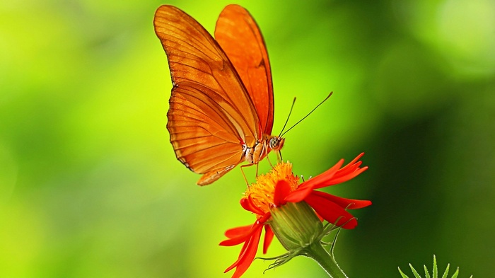 Orange butterfly on a red flower
