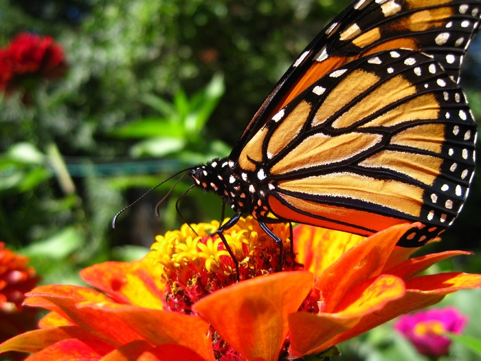 Monarch butterfly on an orange zinnia flower