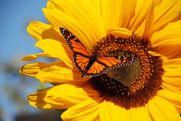 Monarch butterfly on a sunflower